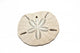 Sanddollar