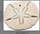Sanddollar