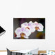 Phalaenopsis Amabilis Wall Mural