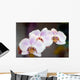 Phalaenopsis Amabilis Wall Mural