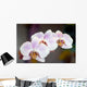 Phalaenopsis Amabilis Wall Mural