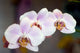 Phalaenopsis Amabilis Wall Mural