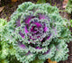 Decorative Cabbage