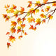 Autumn Maple Branch
