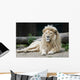 Male Lion Wall Mural