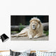 Male Lion Wall Mural