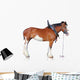 Clydesdale Horse Wall Decal