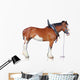 Clydesdale Horse Wall Decal