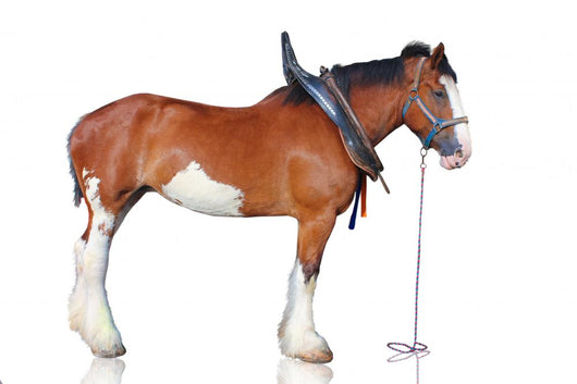 Clydesdale Horse Wall Decal
