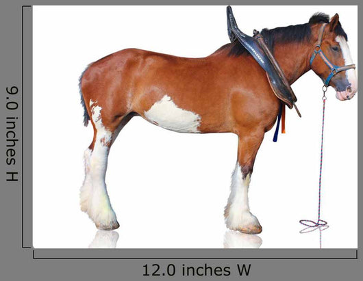 Clydesdale Horse Wall Decal