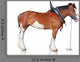 Clydesdale Horse Wall Decal