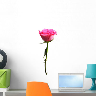 Rose shown on a wall