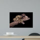 Royal Python Firefly on Piece of Wood Wall Mural