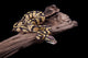 Royal Python Firefly on Piece of Wood Wall Mural