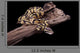Royal Python Firefly on Piece of Wood Wall Mural