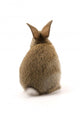 Adorable Rabbit Wall Decal