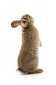 Adorable Rabbit Wall Decal