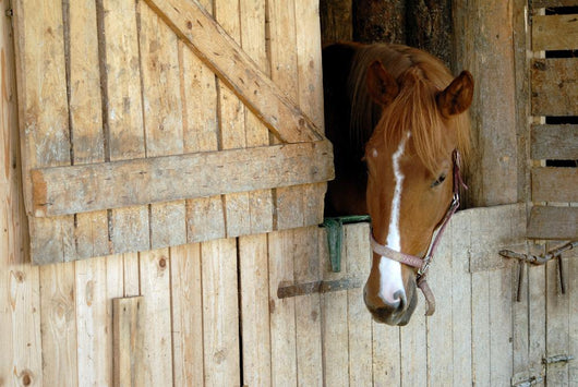 Cheval Horse