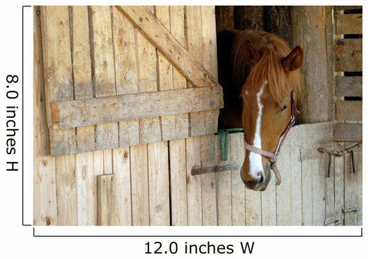 Cheval Horse