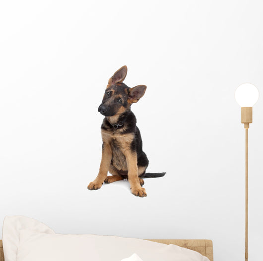 German Shepherd Puppy