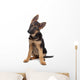 German Shepherd Puppy