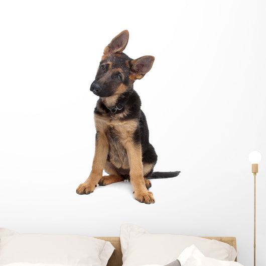 German Shepherd Puppy