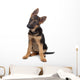 German Shepherd Puppy