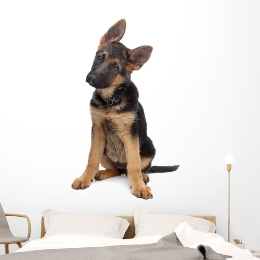 German Shepherd Puppy