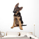 German Shepherd Puppy