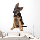 German Shepherd Puppy