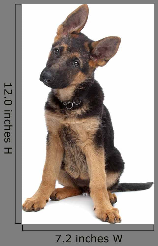 German Shepherd Puppy