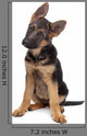 German Shepherd Puppy