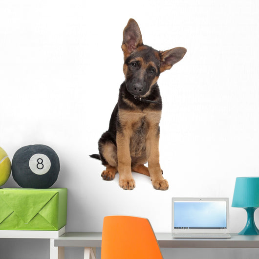 German Shepherd puppy Wall Decal