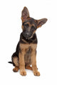 German Shepherd puppy Wall Decal