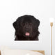 Newfoundland