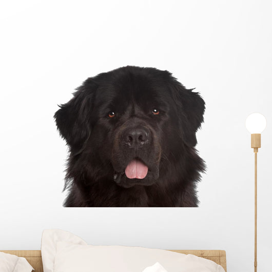Newfoundland