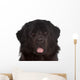 Newfoundland