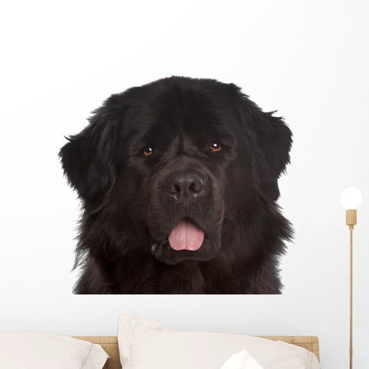 Newfoundland