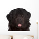 Newfoundland