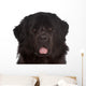 Newfoundland
