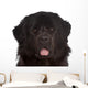 Newfoundland