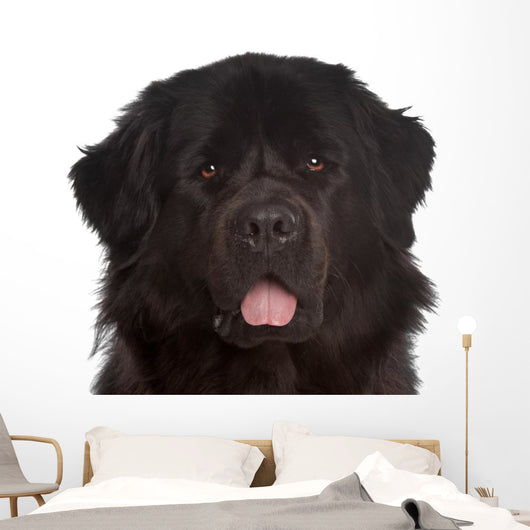 Newfoundland