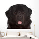 Newfoundland