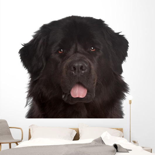 Newfoundland