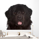 Newfoundland