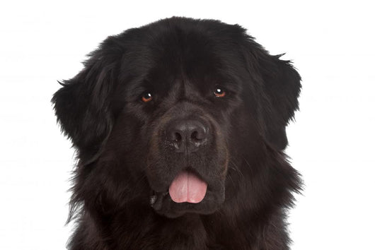 Newfoundland