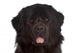 Newfoundland