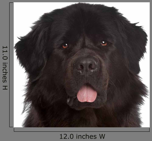 Newfoundland