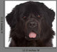 Newfoundland