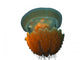 Jellyfish Wall Decal